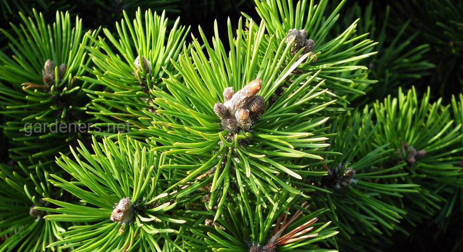 Жизненный цикл пихты