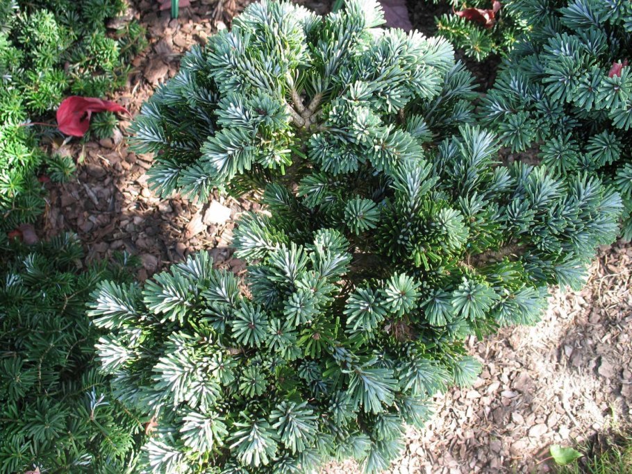 Ель пихта лиственница