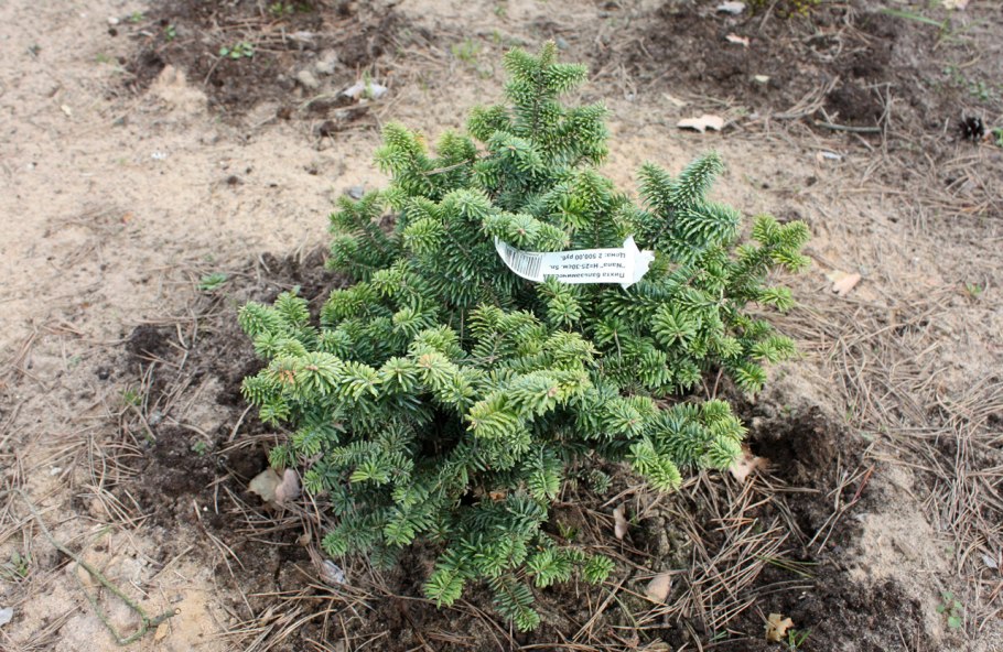 Этапы роста сосны обыкновенной