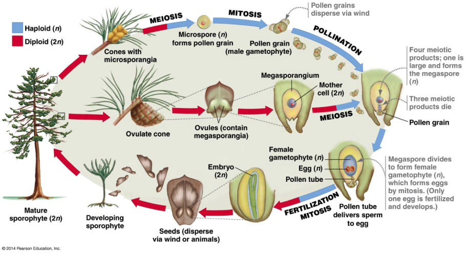 Пихта бальзамическая Нана