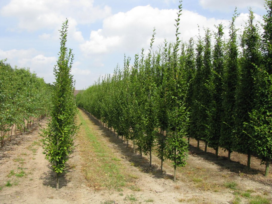 Carpinus betulus