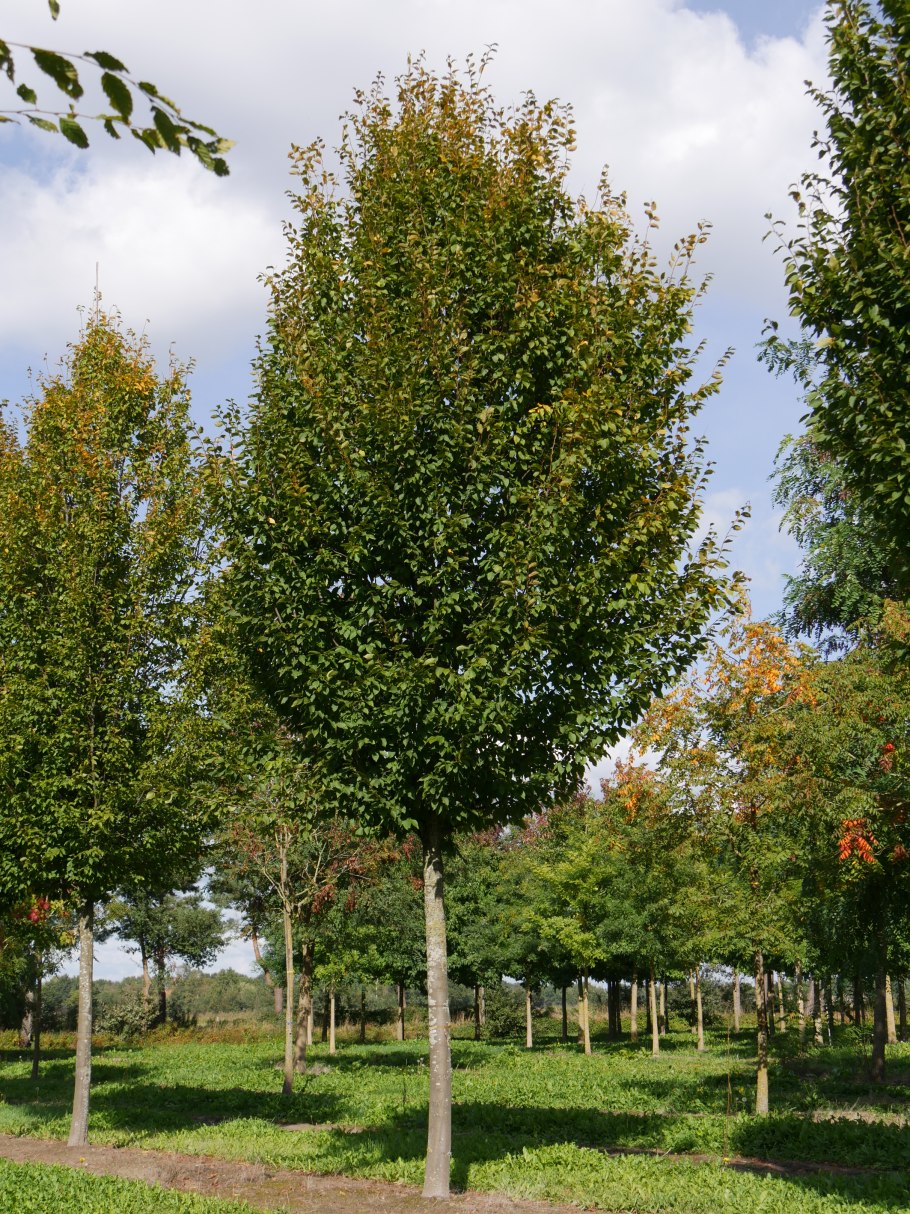 Carpinus betulus (граб обыкновенный) 'Fastigiata'