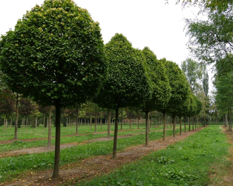 Граб обыкновенный Carpinus betulus
