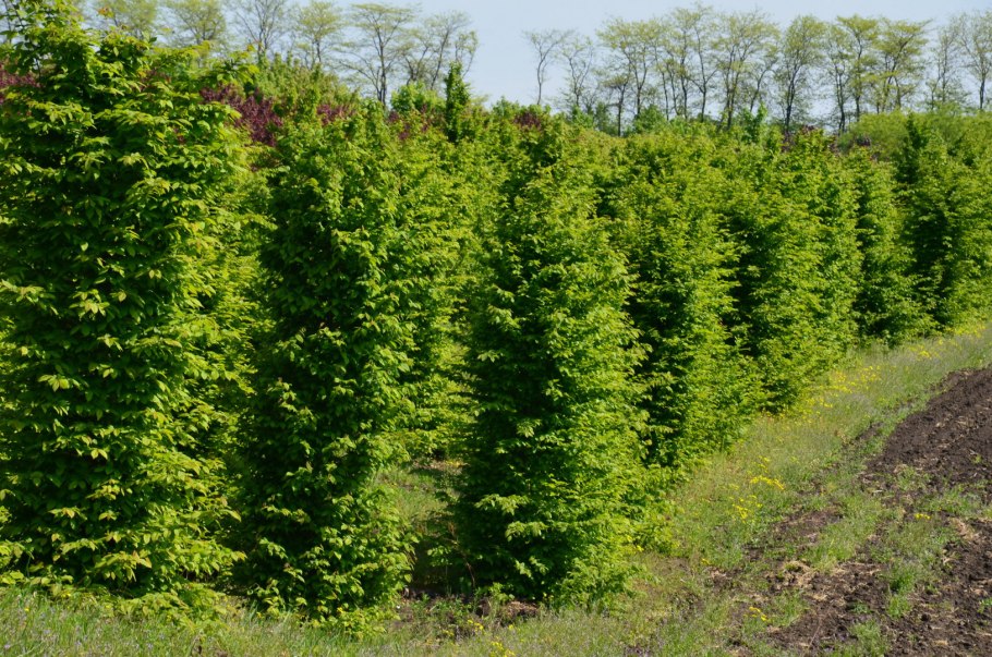 Граб кавказский Carpinus Caucasica