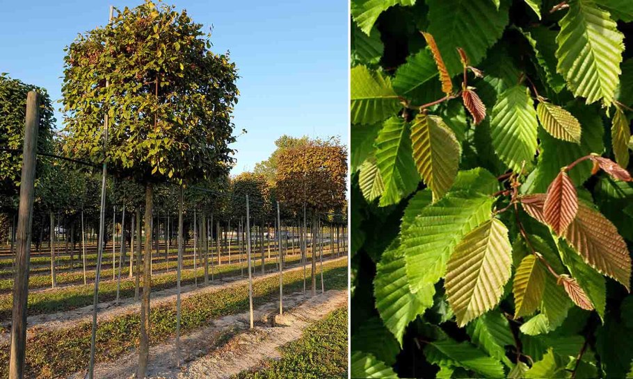 Граб обыкновенный Carpinus betulus