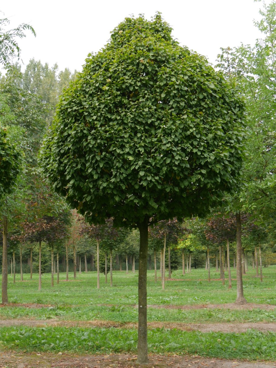 Carpinus betulus columnaris