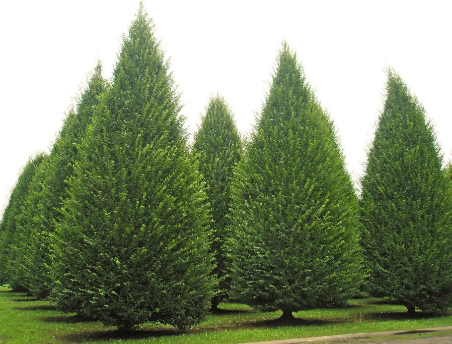 Граб обыкновенный Carpinus betulus