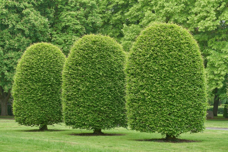 Carpinus betulus 'Fastigiata'