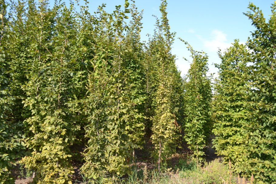 Дуб черешчатый Quercus Robur 'Fastigiata'