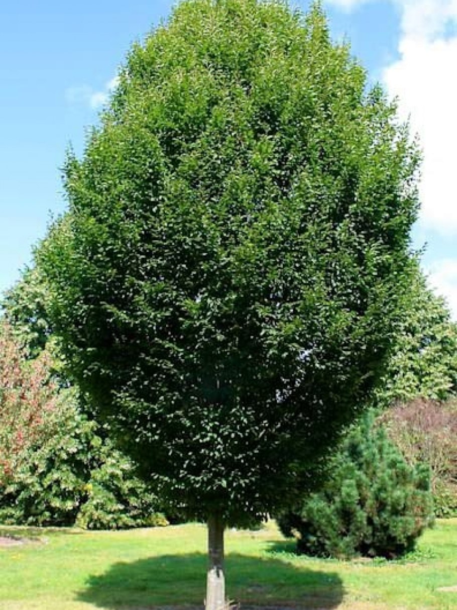 Ostrya carpinifolia