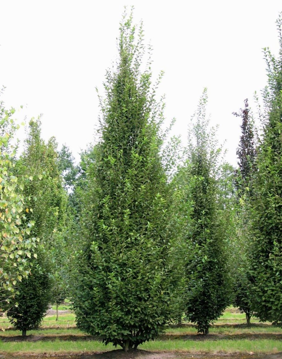 Carpinus betulus форма арка