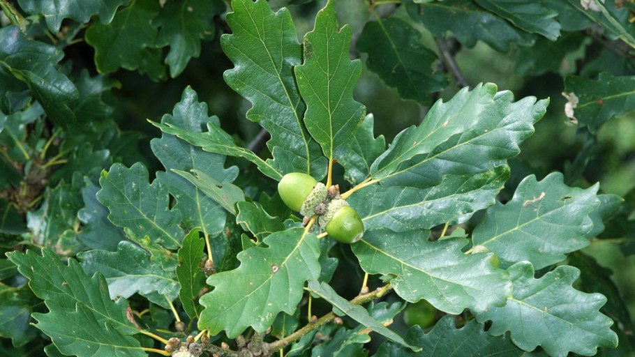 Дуб скальный (Quercus petraea Matt. Leabl.)