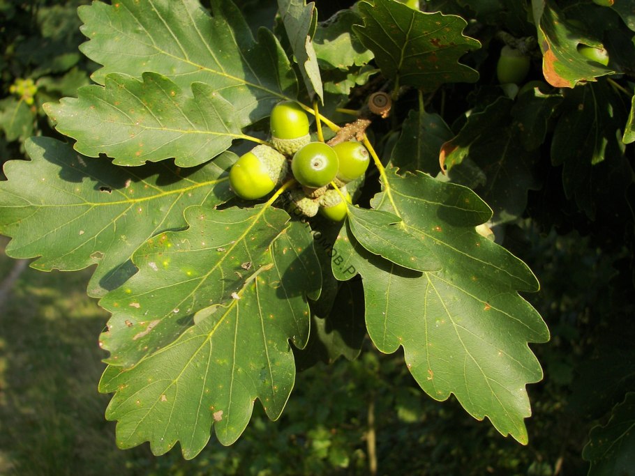 Дуб черешчатый (Quercus Robur l.)