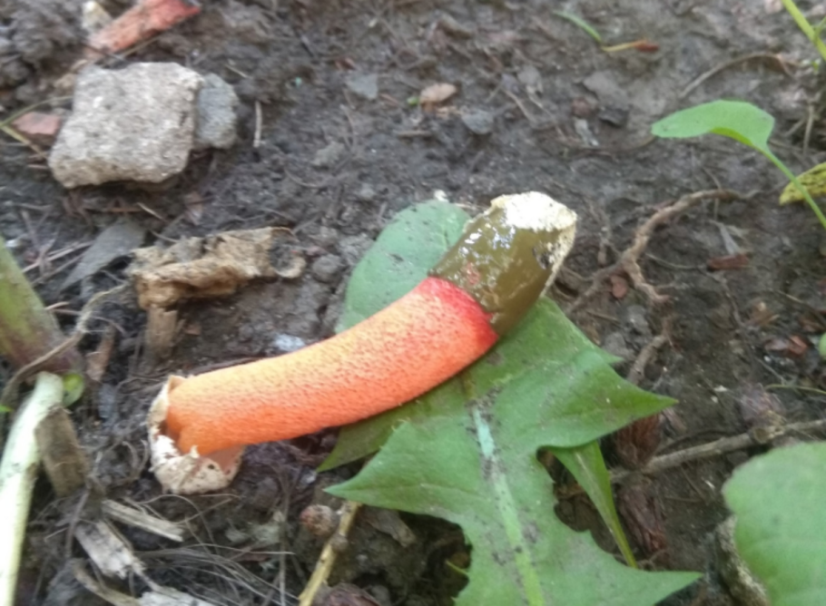 Мутинус собачий гриб