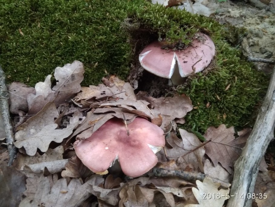 Грибы съедобные Кавказа грибы Северного Кавказа