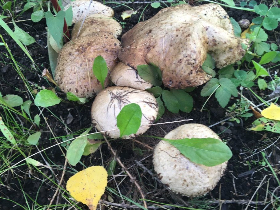 Грибы растущие в саду