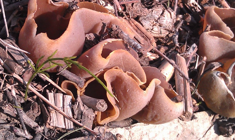 Грибы выросли на грядке