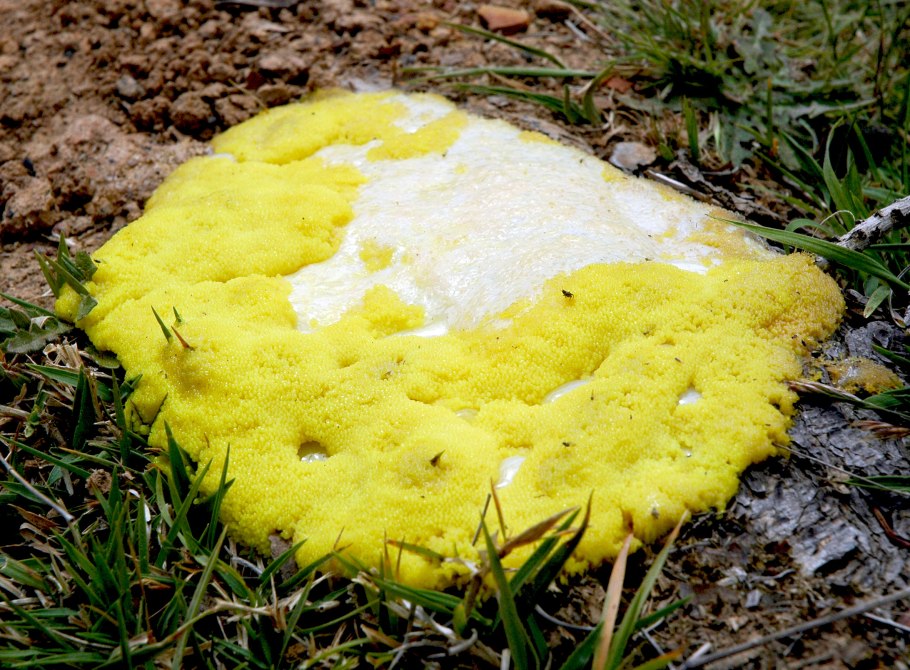 Желтая плесень (Slime Mold)
