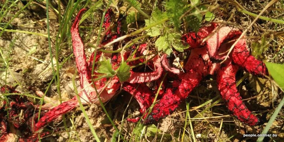 Гриб похожий на гниющее мясо