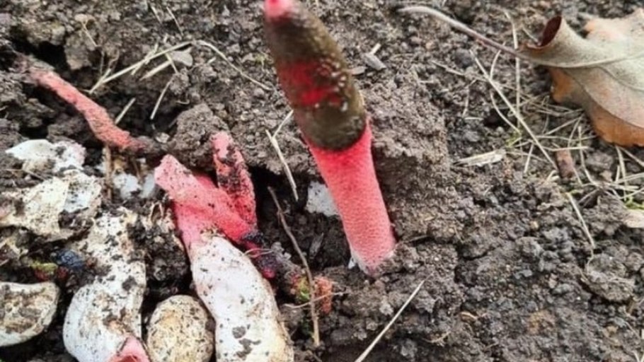 Красные грибы в огородах