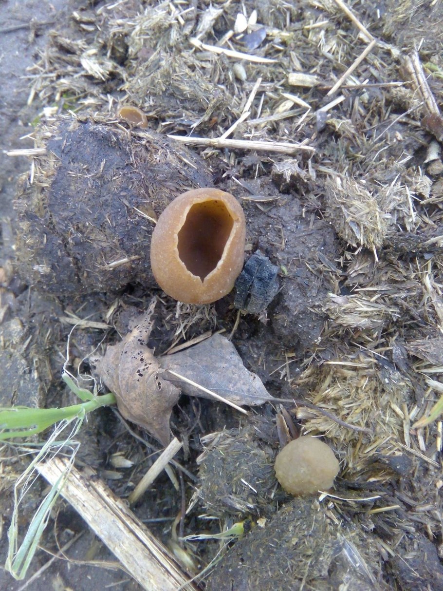 Пецица пузырчатая Peziza vesiculosa