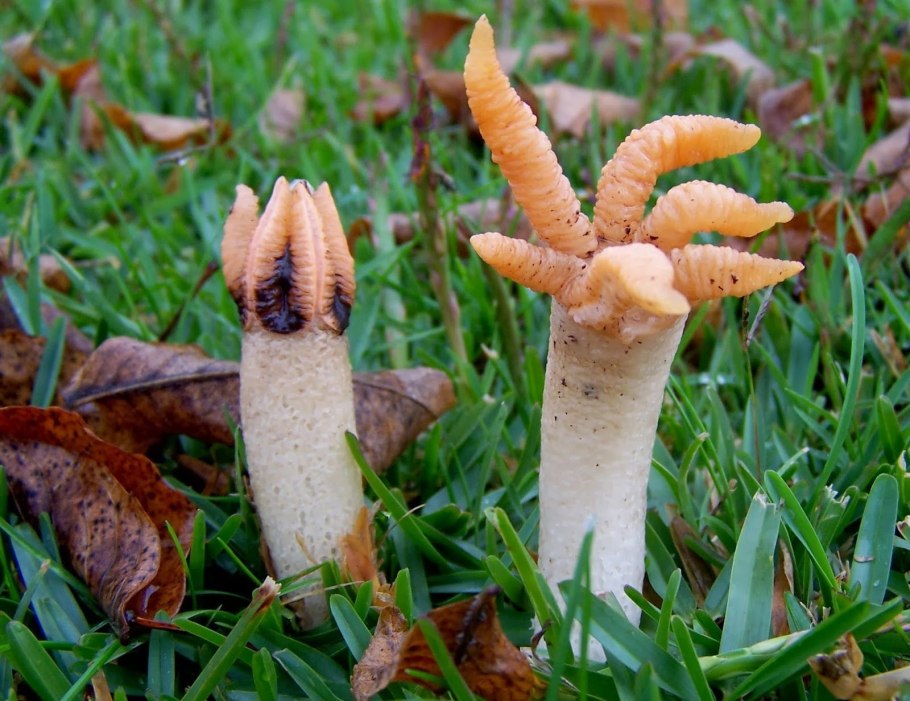 Самые странные грибы