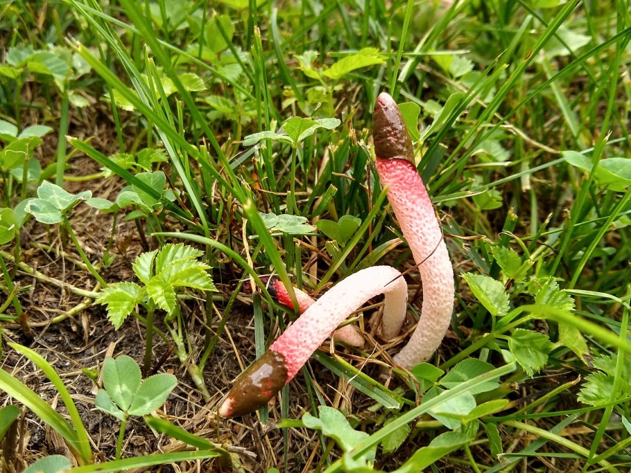 Мутинус собачий