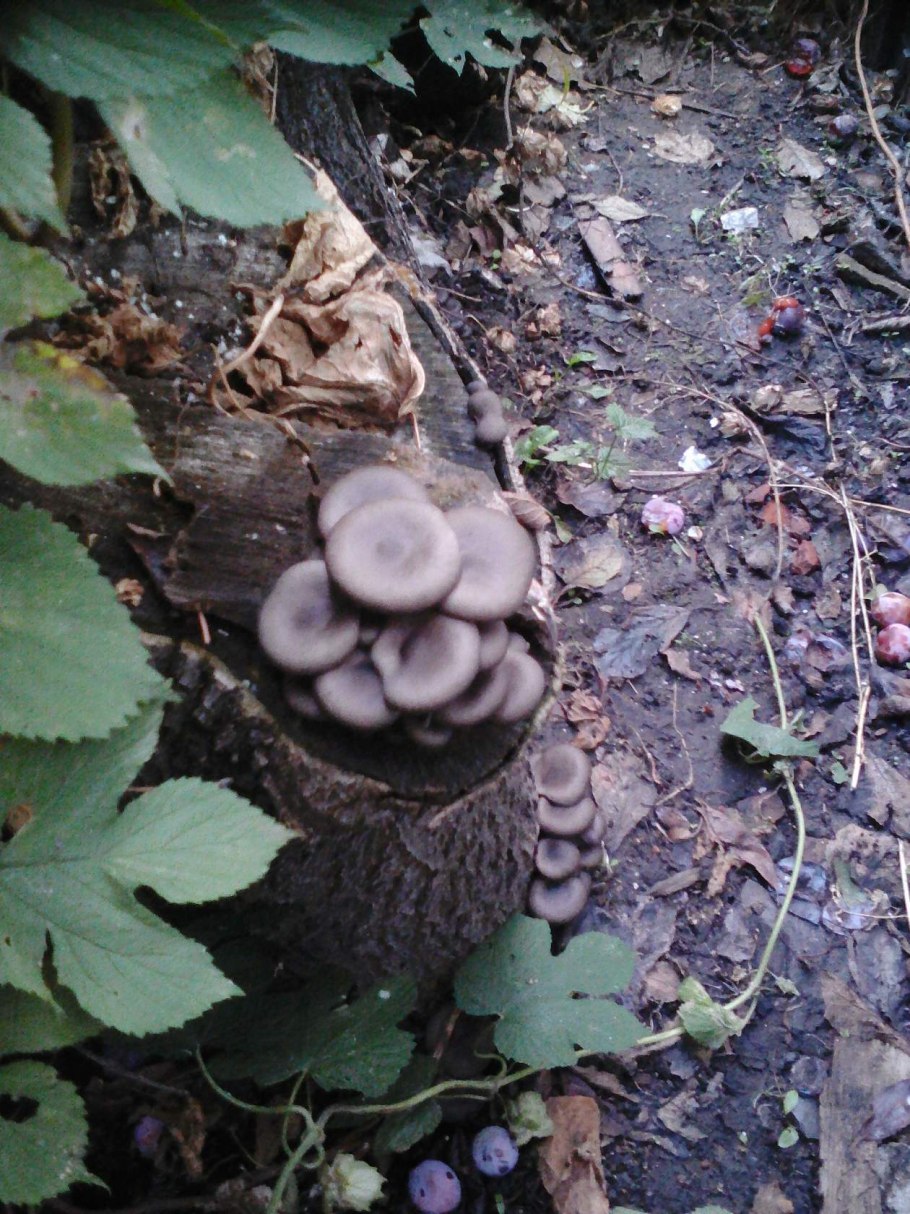 Странные грибы на даче