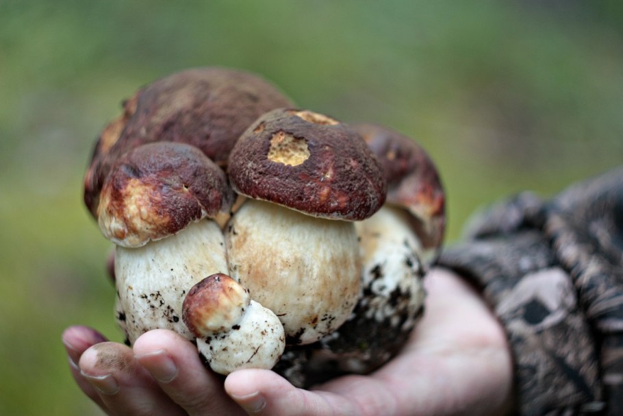 Сросшиеся грибы