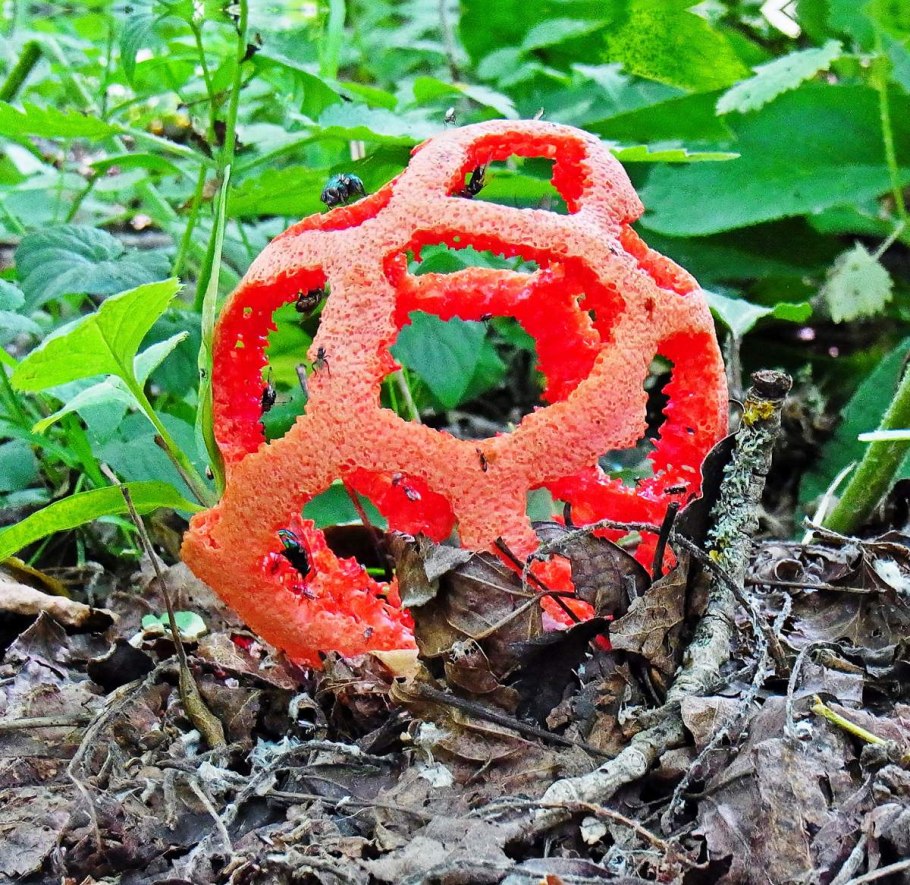 Опята в огороде