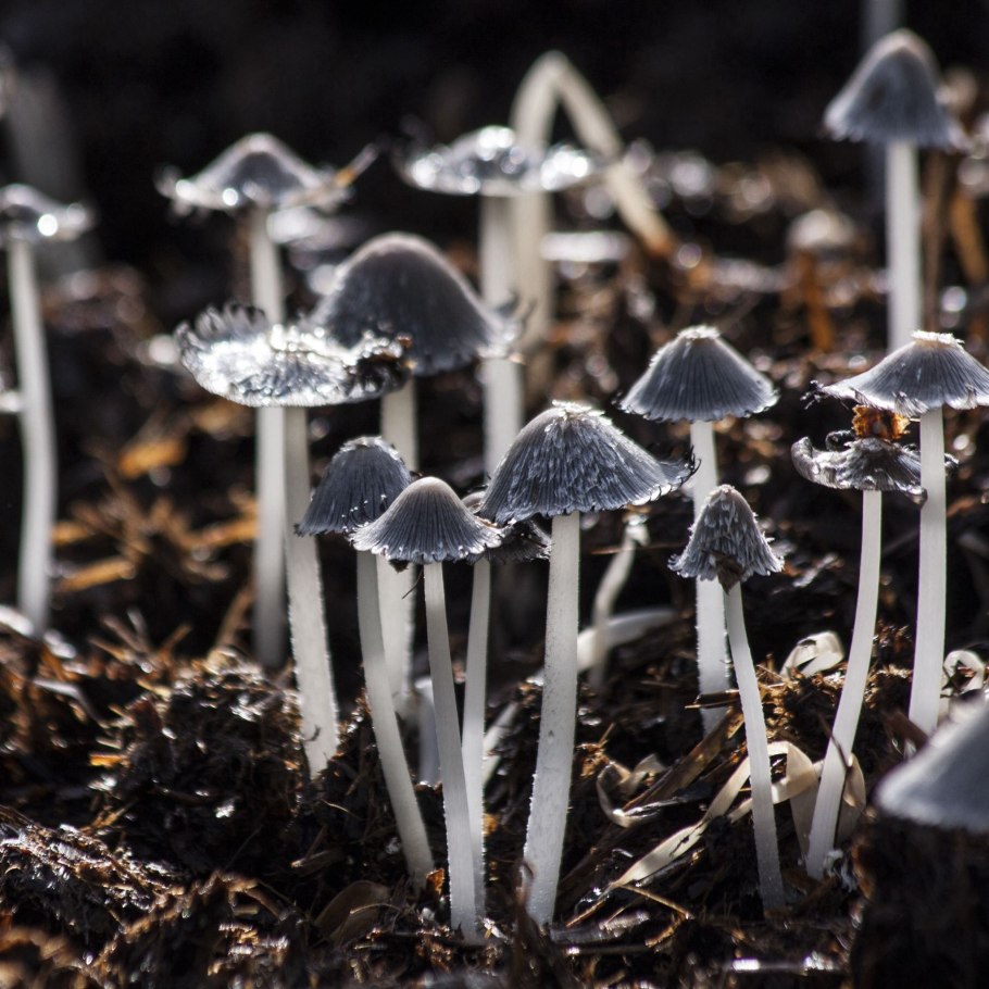 Черная поганка гриб