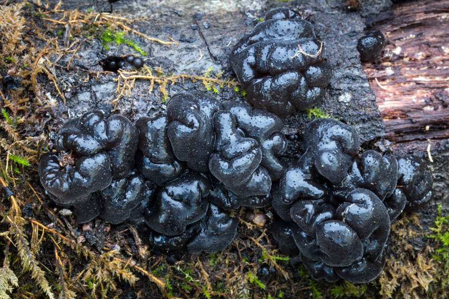 Аурикулярия уховидная