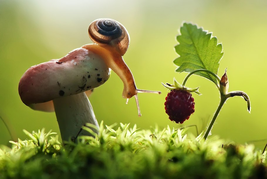 Улитка на грибе