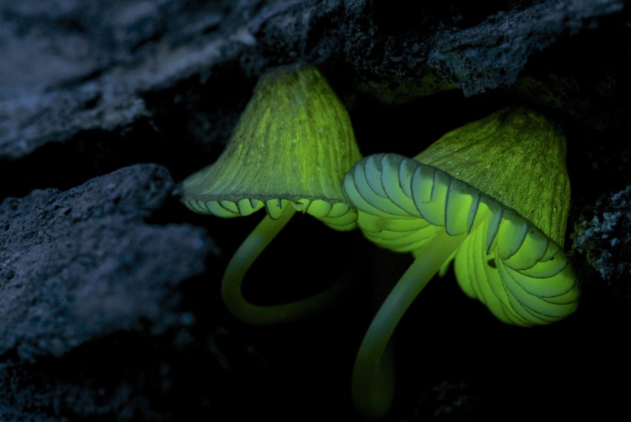 Рейши (трутовик лакированный)