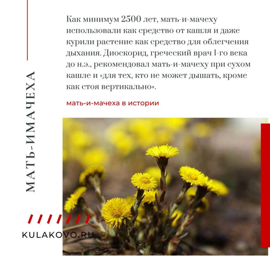 Мать и мачеха зверобой