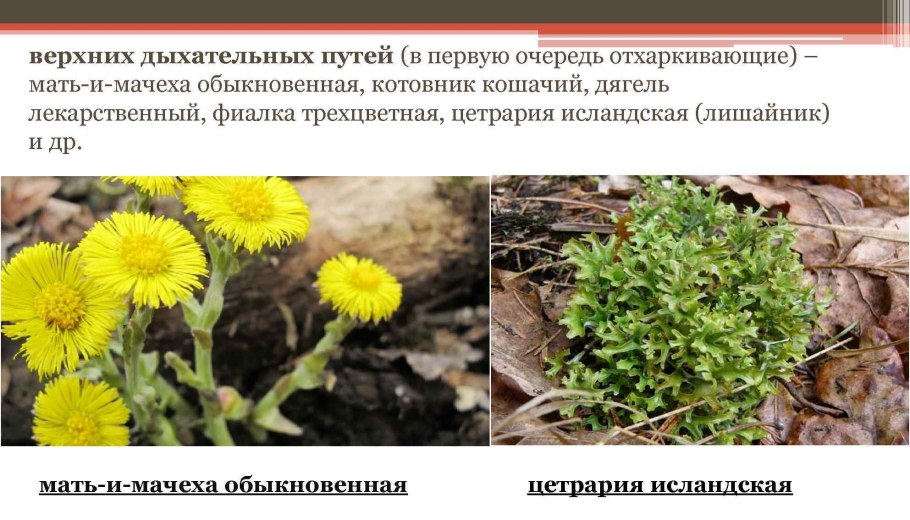 Утро мать и мачеха