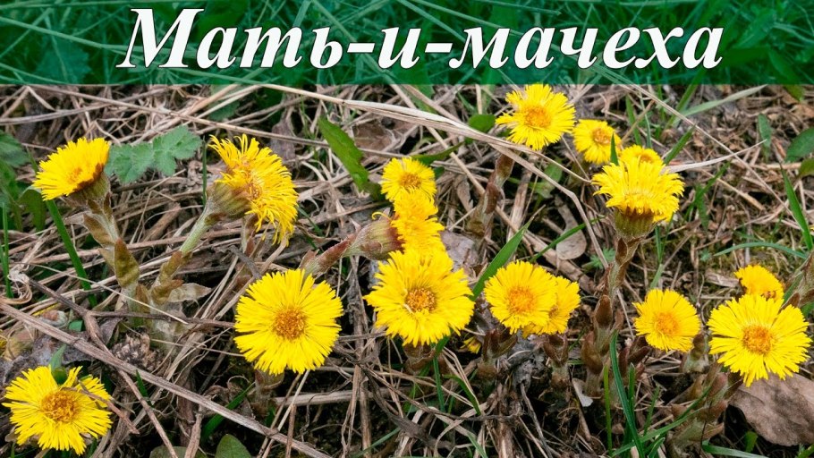 Первые весенние цветы мать и мачеха