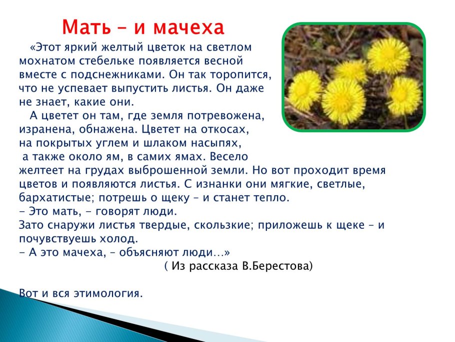 Мать и мачеха растение описание 2 класс