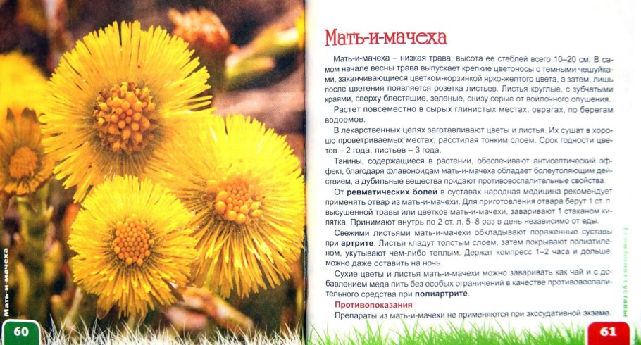 Мать-и-мачеха красная книга