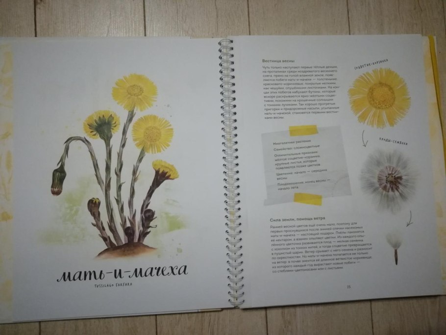 Мать и мачеха гербарий