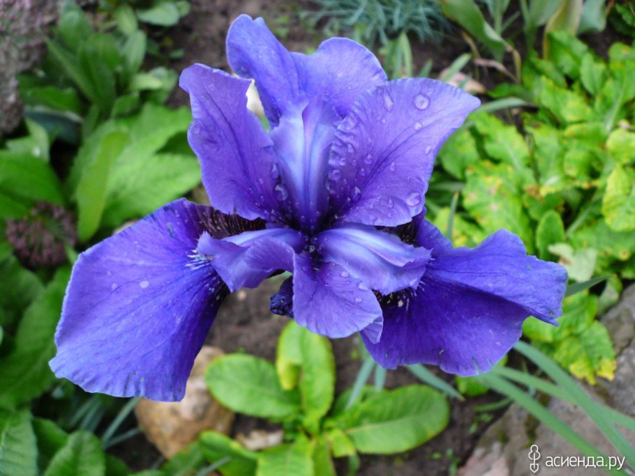 Ирис Сибирский Ruffled Velvet