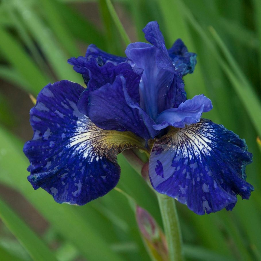 Iris sibirica &#96;Tamberg