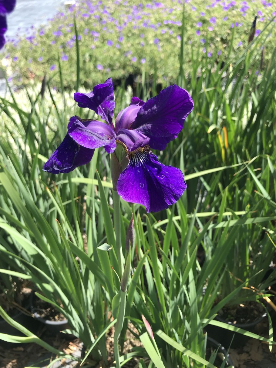 Ирис Карриер