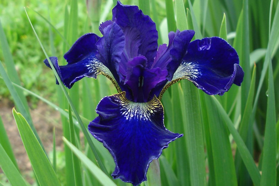 Ирис Сибирский Ruffled Velvet