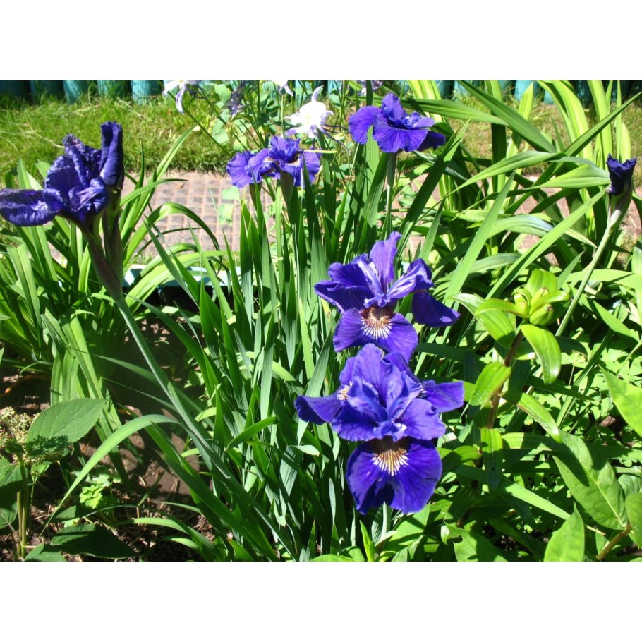 Ирис Сибирский Блю Мон