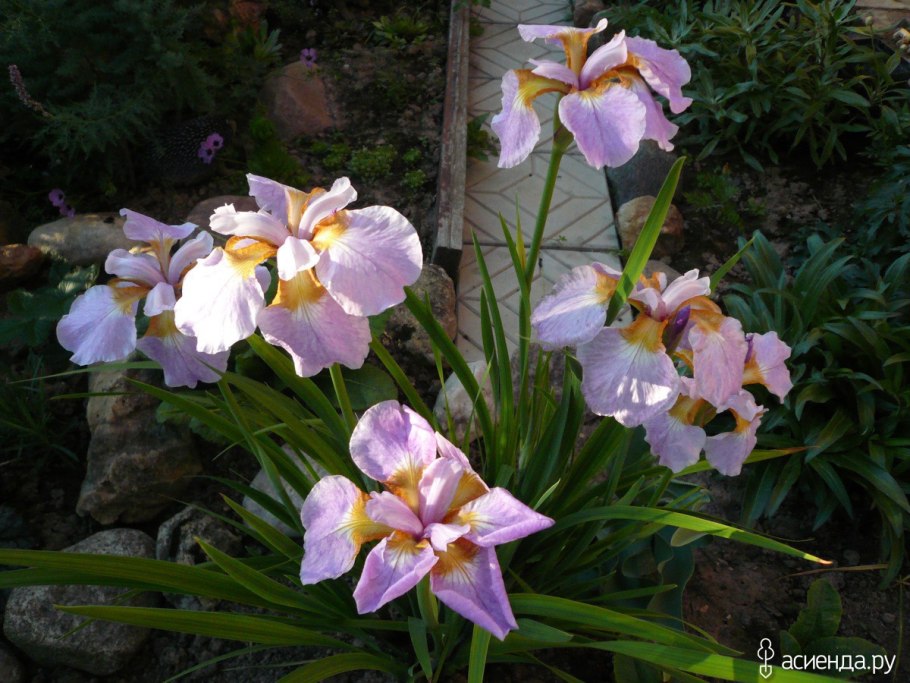 Ирис Сибирский 'Dear Delight'