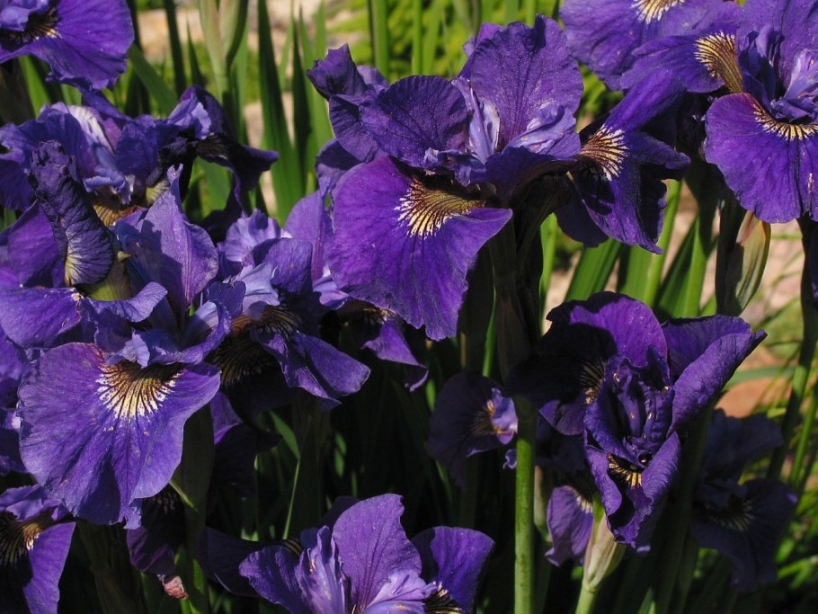 Ирис Сибирский Iris sibirica