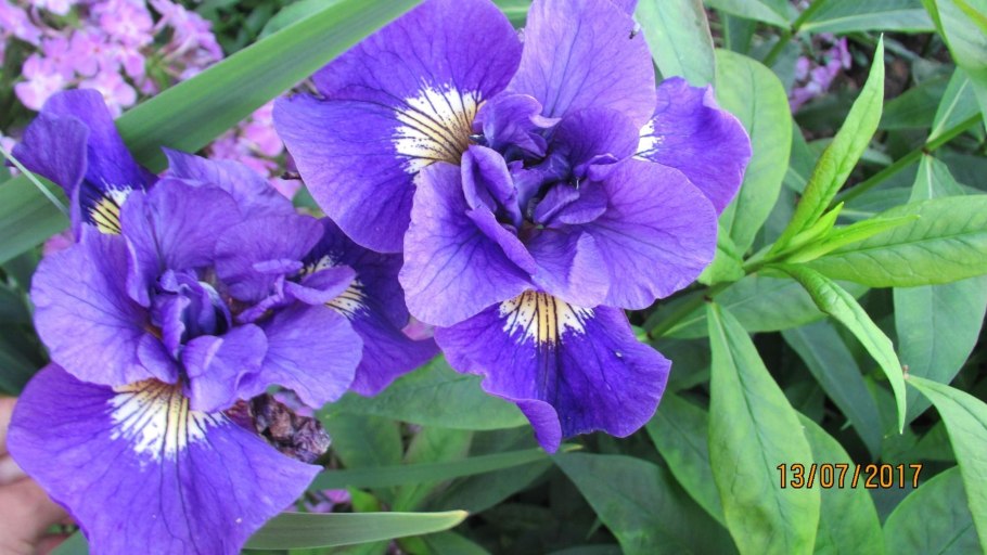 Ирис Сибирский Хаббард