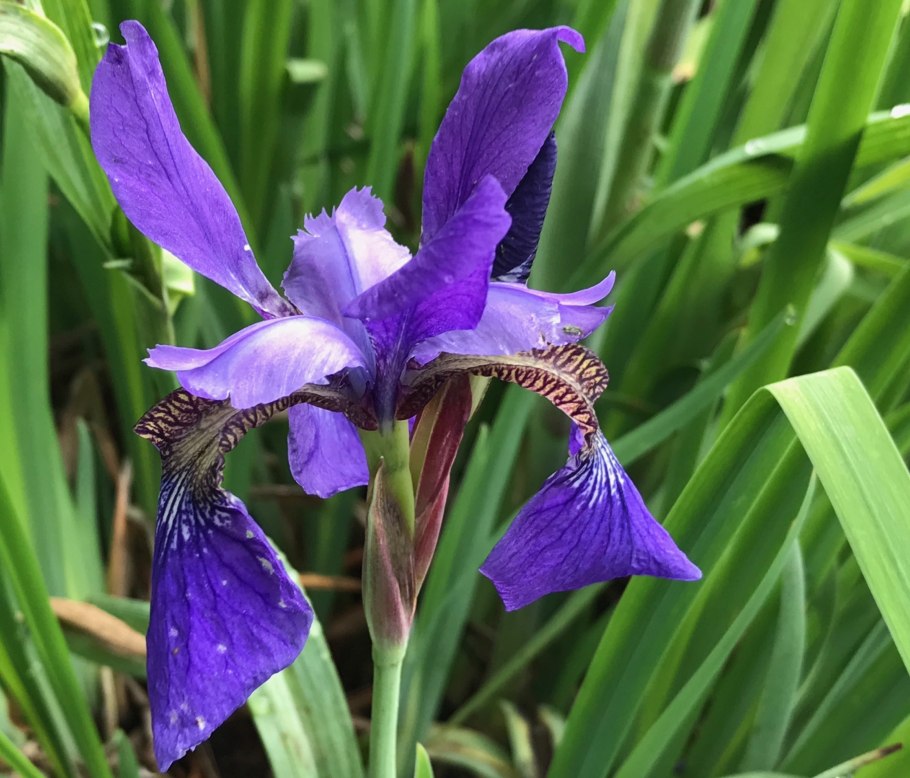Iris sibirica "Teal Velvet"