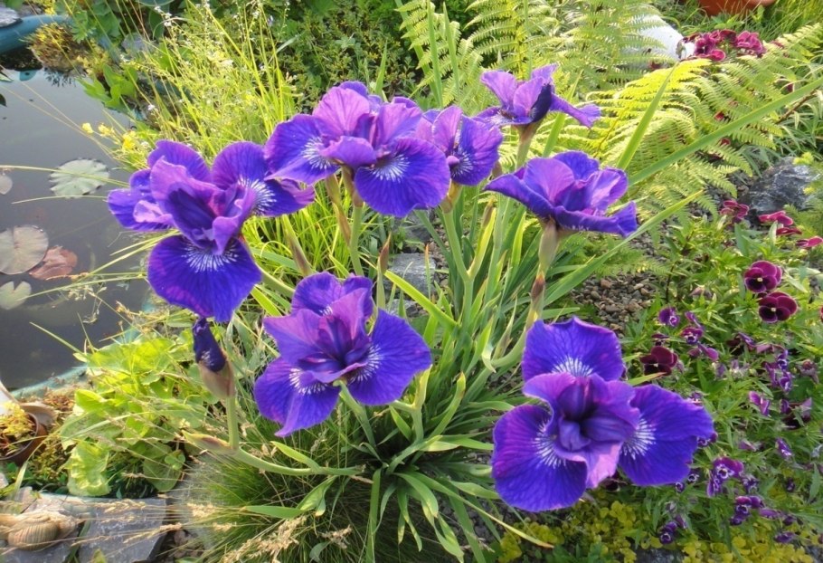 Ирис Мун Силк (Сибирский)